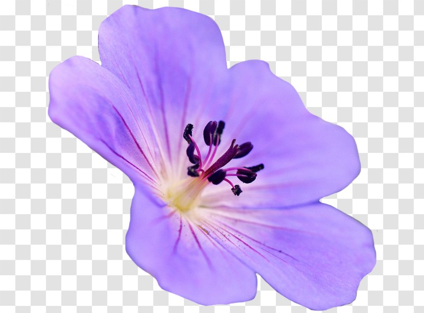 Gerbera Jamesonii Flower Purple - Geraniales Transparent PNG