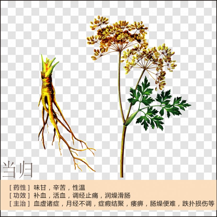 Female Ginseng Herbalism Chinese Herbology Menstruation - Pharmaceutical Drug - Angelica Profile Transparent PNG