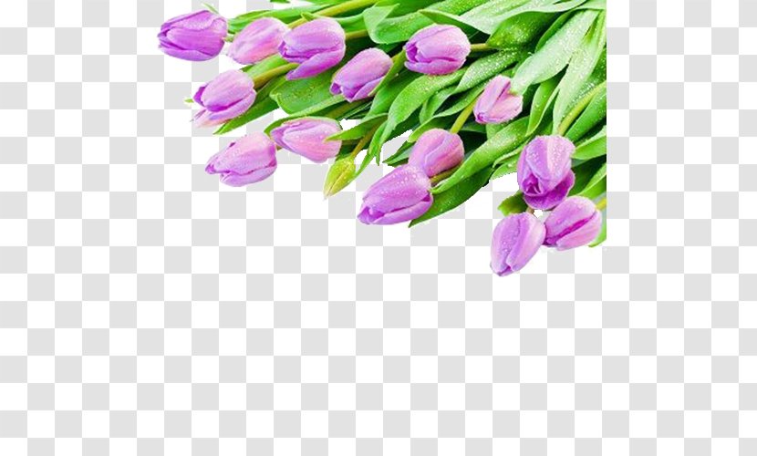Tulip White Violet Flower Bouquet Wallpaper - Lily Family - Purple Tulips Transparent PNG