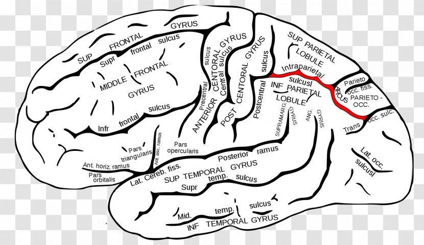 Intraparietal Sulcus Parietal Lobe Central Frontal - Cartoon - Brain Transparent PNG