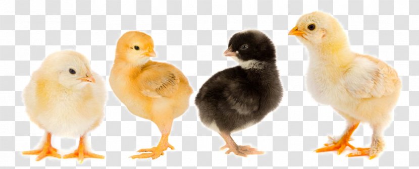 Pekin Chicken Silkie Book No Es Lo Mismo Poultry - Water Bird - Cute Chick Transparent PNG