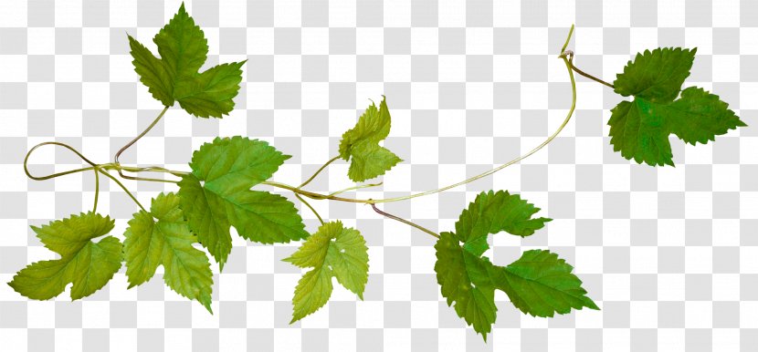 Tree Cut Vine Virginia Creeper Android - Branch - Lime Frame Transparent PNG