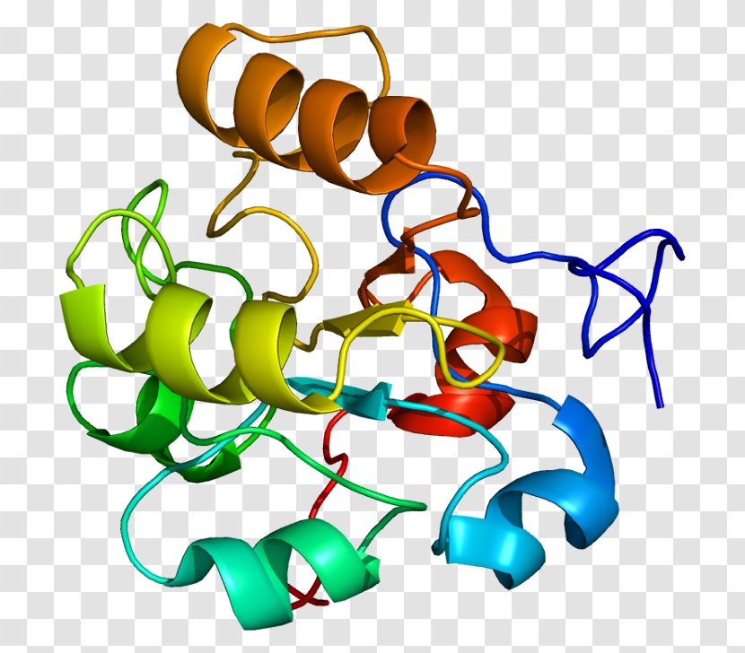 DUSP6 Protein Dual-specificity Phosphatase Human - Area Transparent PNG