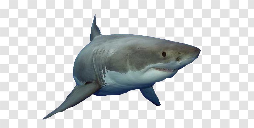 Great White Shark Fish Animalien Ugalketa - Ferocious Transparent PNG