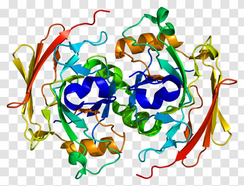 Protein Receptor Kinase Enzyme Fumarylacetoacetate Hydrolase - Cartoon - Watercolor Transparent PNG