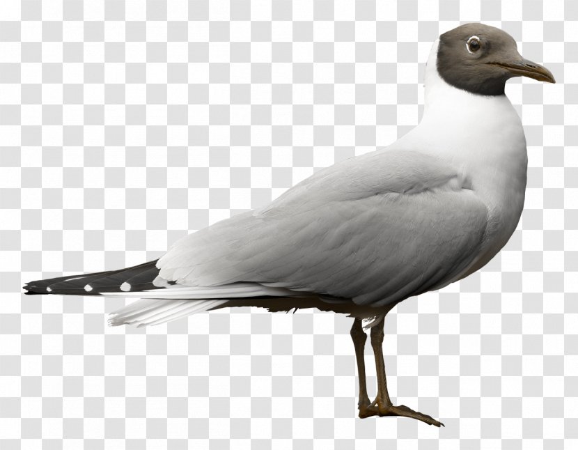 European Herring Gull Great Black-backed Bird Pauksciai LT Lithuanian Lang American - Feather Transparent PNG
