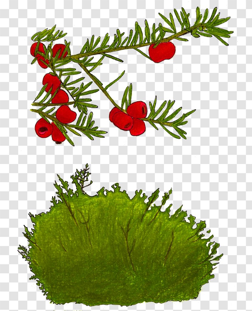 Canada Yew English Balsam Fir Milkcaps Alder - Grass Transparent PNG