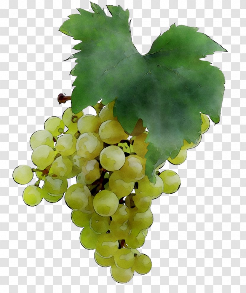 Sultana Common Grape Vine Seedless Fruit Verjuice - Seed Extract - Currant Transparent PNG