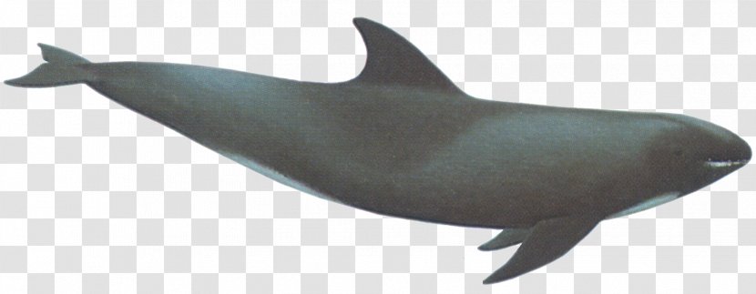 Common Bottlenose Dolphin Short-beaked National Aquarium Porpoise - Cetacea - Whale Transparent PNG