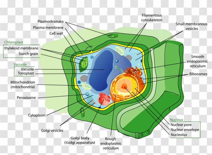 Plant Cell Animal Organelle - Cartoon - Prokaryote Cliparts Transparent PNG