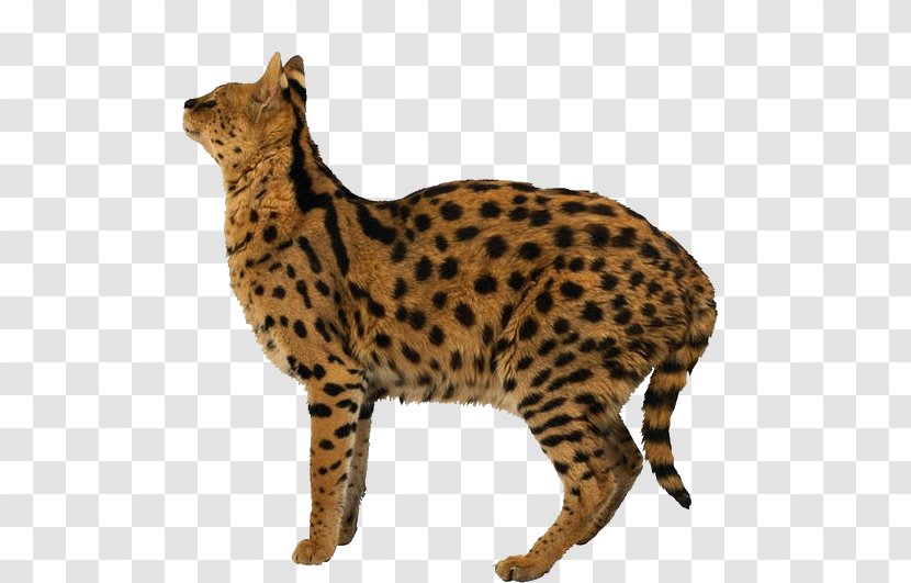 Leopard Tiger Cheetah Felidae Lion - Snout Transparent PNG