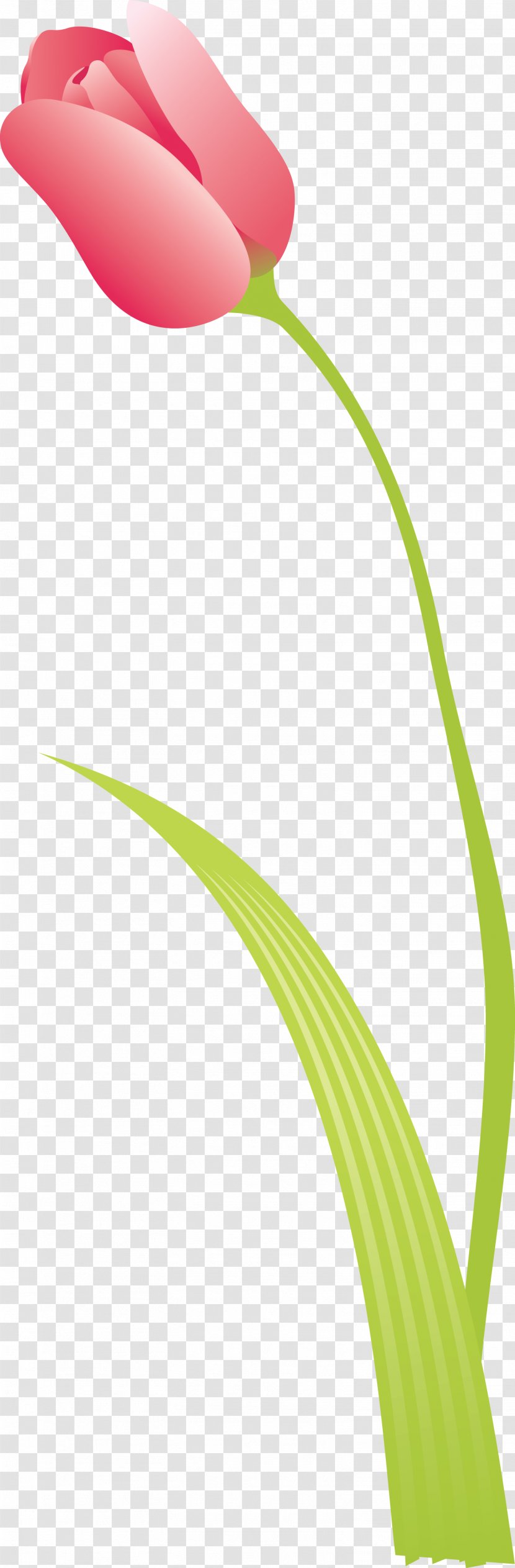 Tulip Flower Petal Plant Stem Leaf Transparent PNG