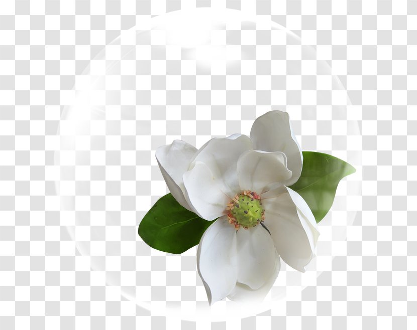 Cape Jasmine Flower White - Bubble Flowers Transparent PNG