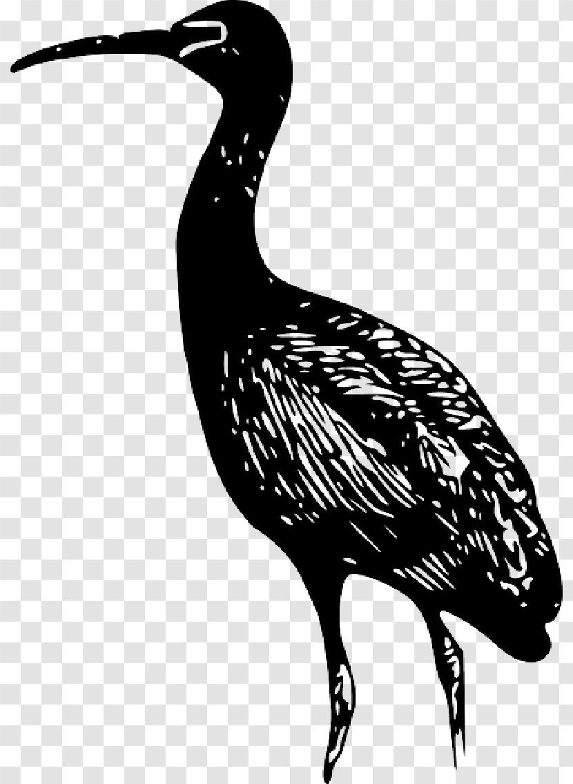 Bird Clip Art Vector Graphics Ibis Line - Heron Transparent PNG