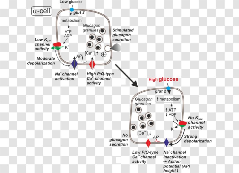 Glucagon Secretion Alpha Cell ATP-sensitive Potassium Channel Transparent PNG