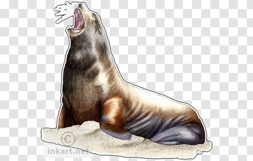 California Sea Lion Walrus Seals & Lions Drawing Steller - Harbor Seal Transparent PNG