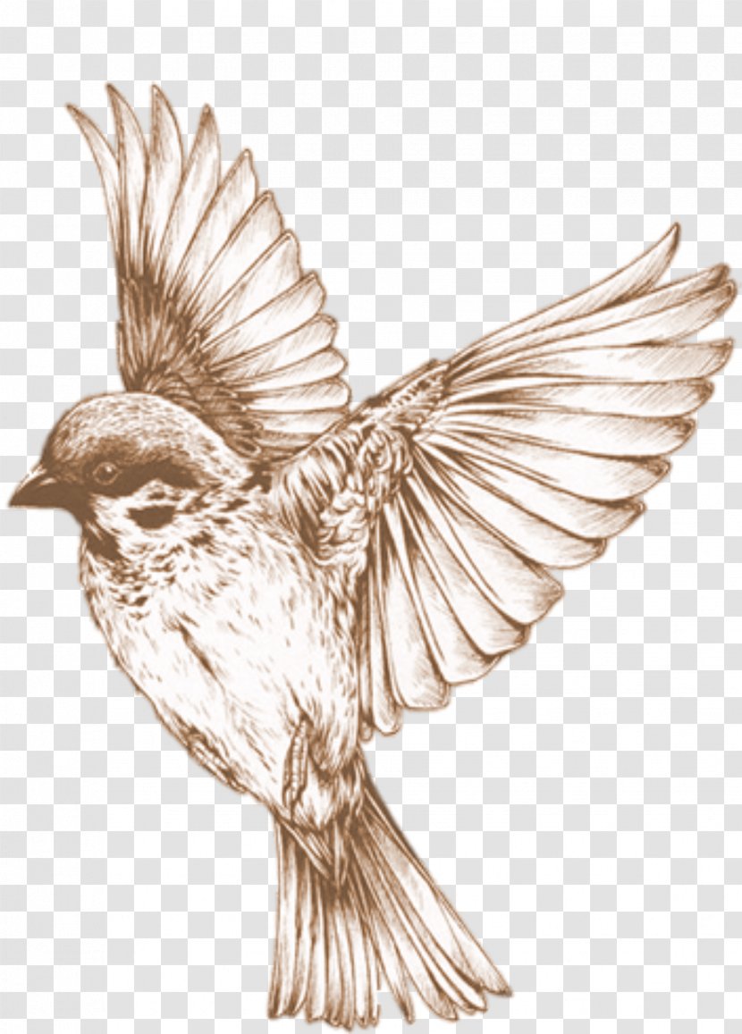 Hummingbird Drawing Songbird Clip Art - Neck - Bird Transparent PNG