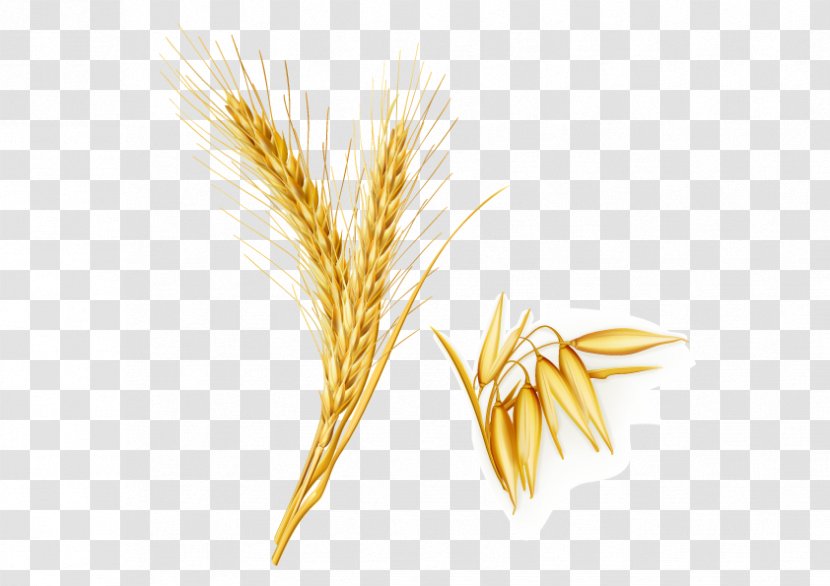 Emmer Yellow Oryza Sativa - Artworks - Rice, Wheat Golden Transparent PNG