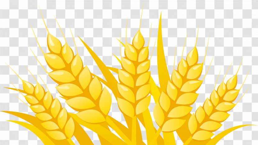 Download Clip Art - Close Up - Vector Wheat Transparent PNG