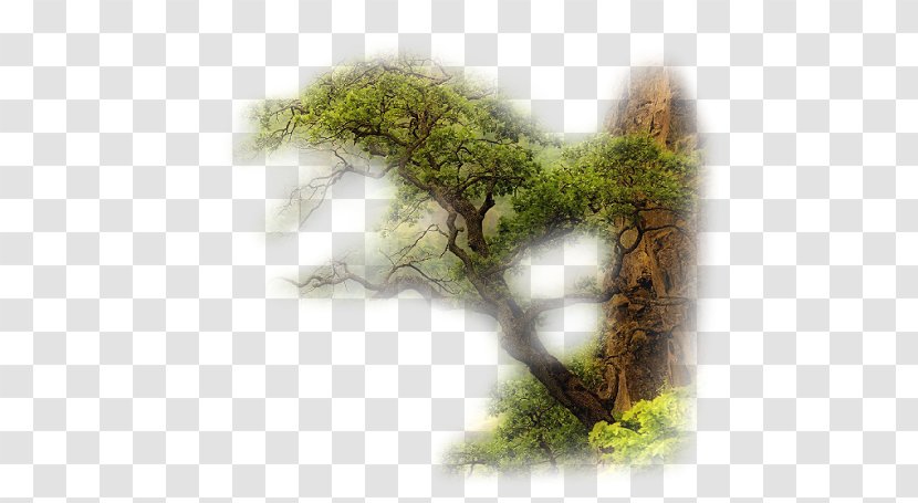 Tree Buon Oi Chao Mi Desktop Wallpaper - Organism Transparent PNG