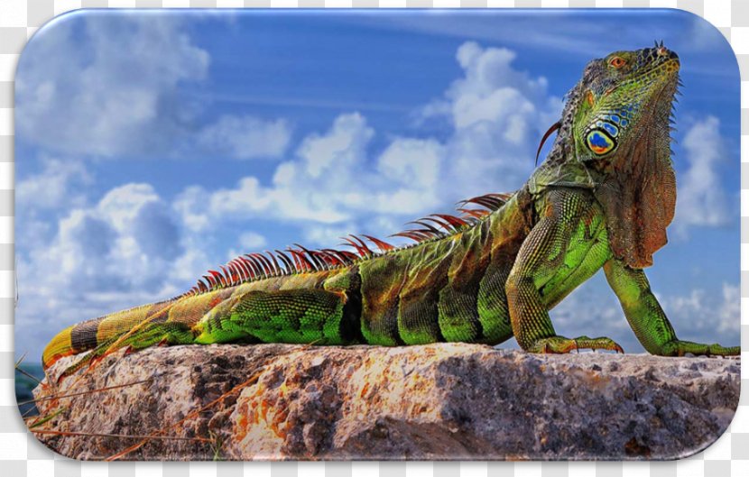 Lizard Green Iguana Reptile Desktop Wallpaper Ultra-high-definition Television Transparent PNG