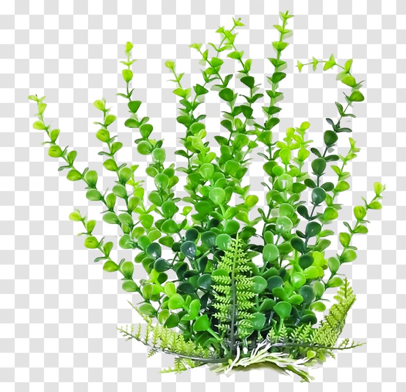 Aquatic Plants Shrub Burknar - Plant Transparent PNG