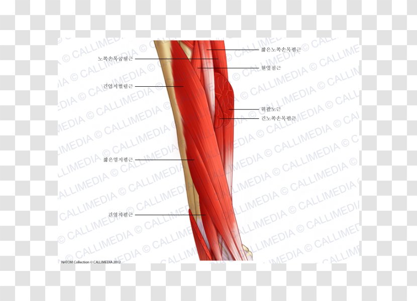 Shoulder Lateral Cutaneous Nerve Of Forearm Muscle Muscular System - Cartoon - Arm Transparent PNG