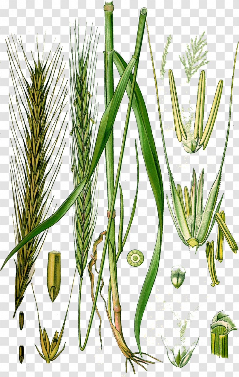 Rye Cereal Almindelig Rug Wheat Plant - Grass Transparent PNG