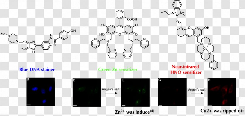 Graphic Design Nitroxyl Brand Nitric Oxide - Technology - Hoechst Stain Transparent PNG