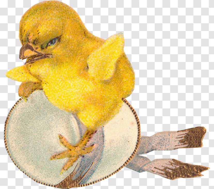 Beak Water Bird Fauna Chicken As Food Transparent PNG