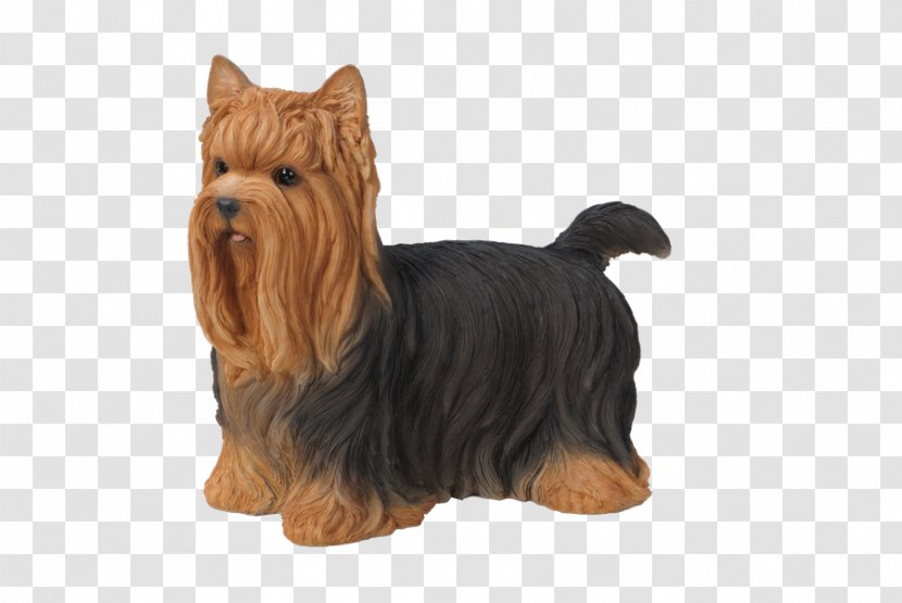 Yorkshire Terrier Australian Silky Cairn Norfolk - Toy Dog - Garden Transparent PNG