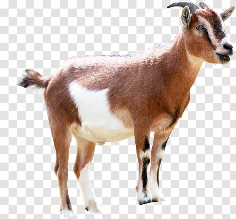 Goat Milking Animal Sales Transparent PNG