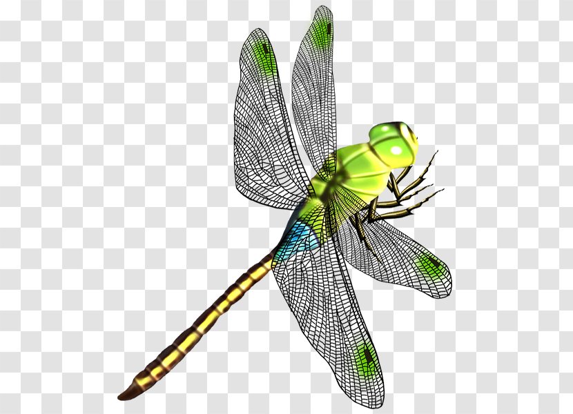 Dragonfly Butterfly Insect Wing Transparent PNG