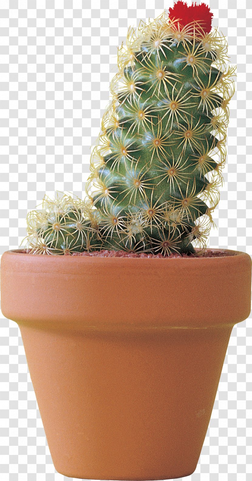 Flowerpot Citroën Cactus M Strawberry Hedgehog Houseplant Cactaceae Transparent PNG