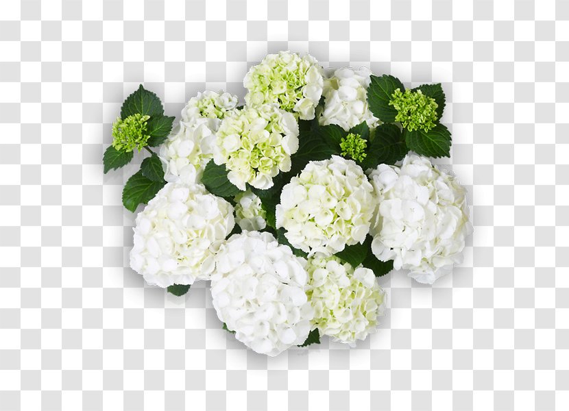 Hydrangea Cut Flowers Floral Design White - Ca - Flower Transparent PNG