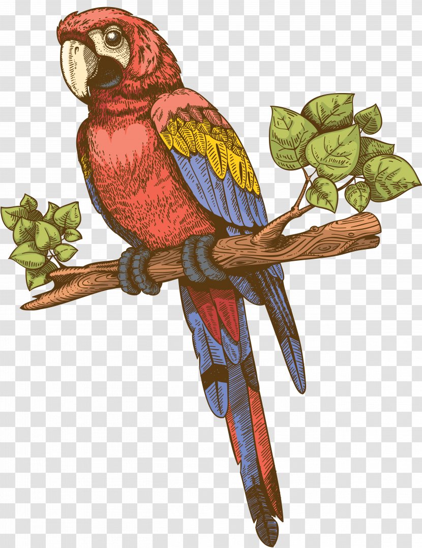 Parakeet Clip Art - Branch - Parrots Transparent PNG