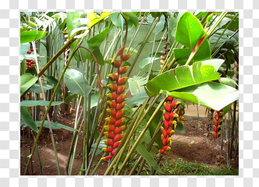 Lobster-claws Tree - Heliconia - Waran Transparent PNG