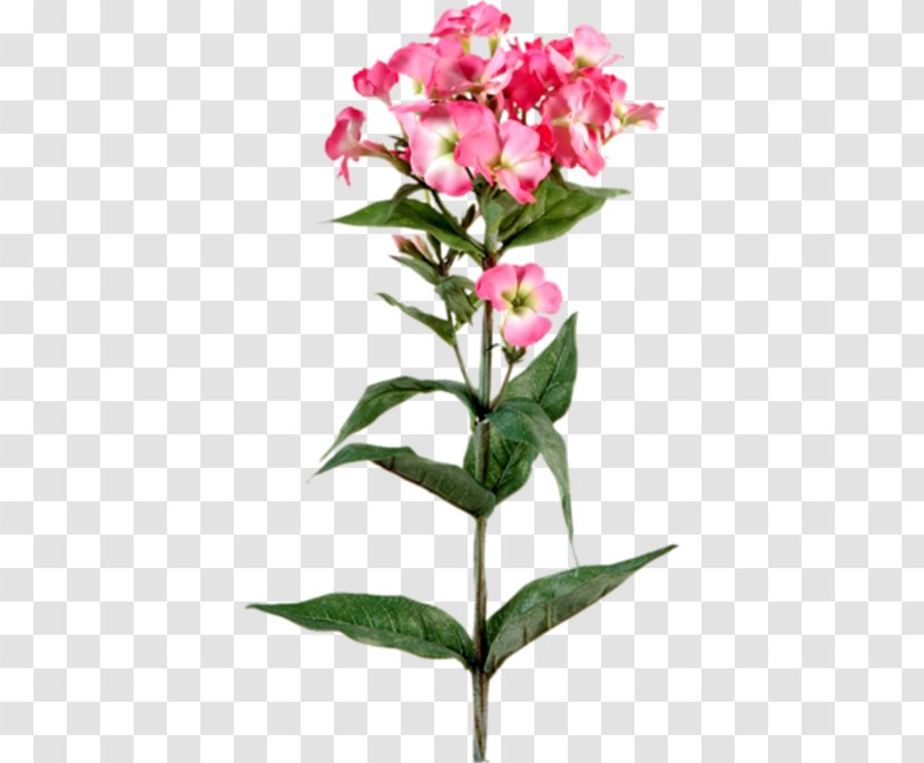 Plant Stem Flower Phlox Herbaceous Garden Roses Transparent PNG