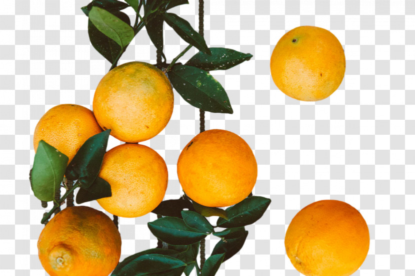 Orange Transparent PNG