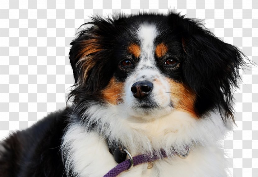 Australian Shepherd Miniature American German English Bernese Mountain Dog - Breed Group - Puppy Transparent PNG