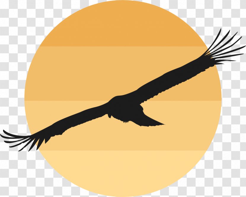 Bird Domestic Goose Clip Art - Eagle - The Wild In Setting Sun Transparent PNG