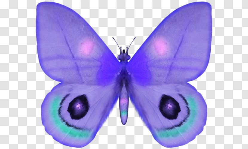 Butterfly Photography Clip Art - Albom - A Transparent PNG