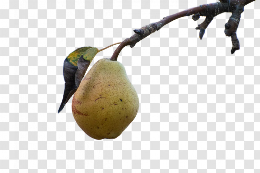Pear Fruit Fahrenheit Chemistry Science Transparent PNG