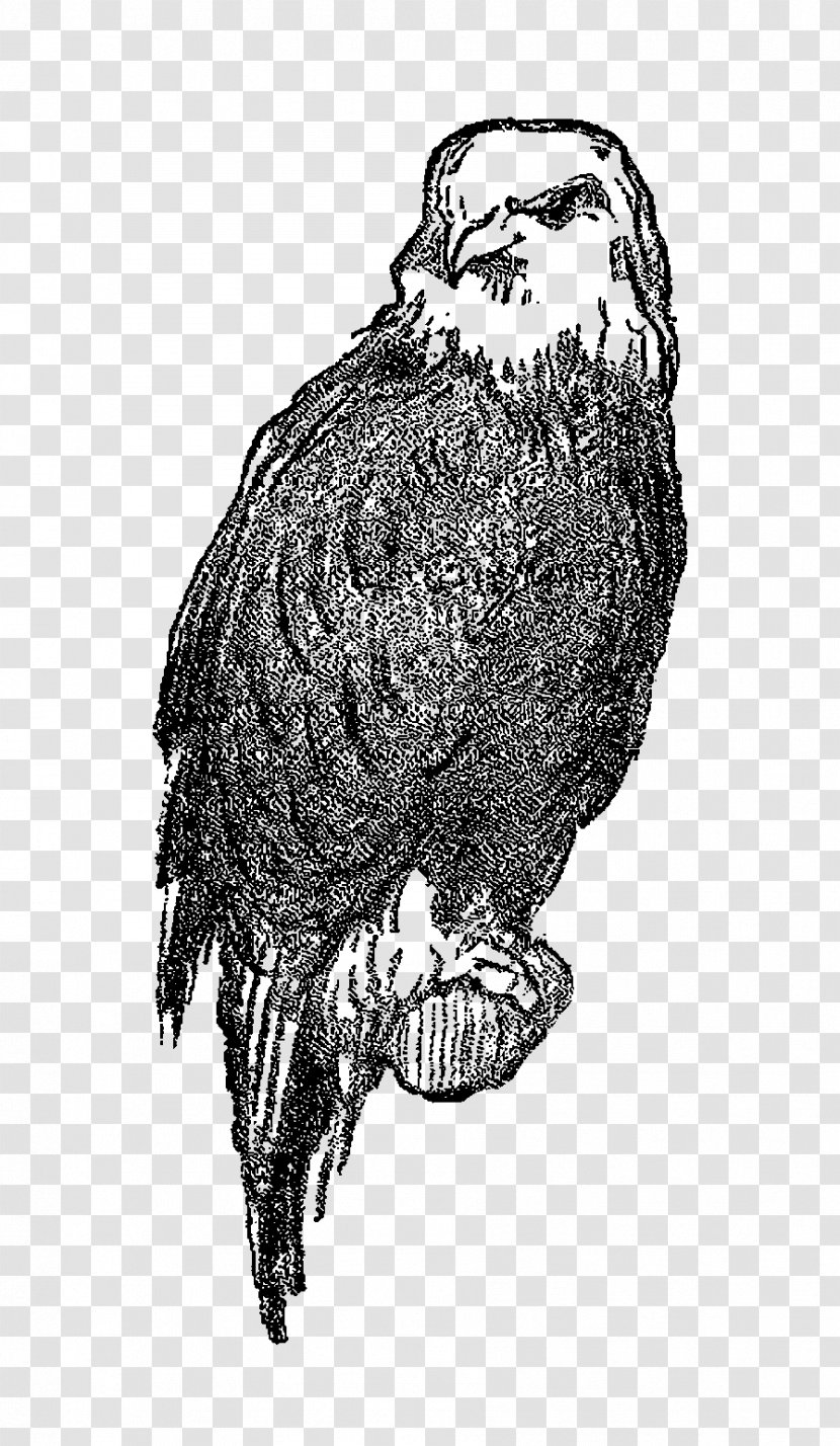 Owl Bald Eagle Drawing - Monochrome Photography Transparent PNG