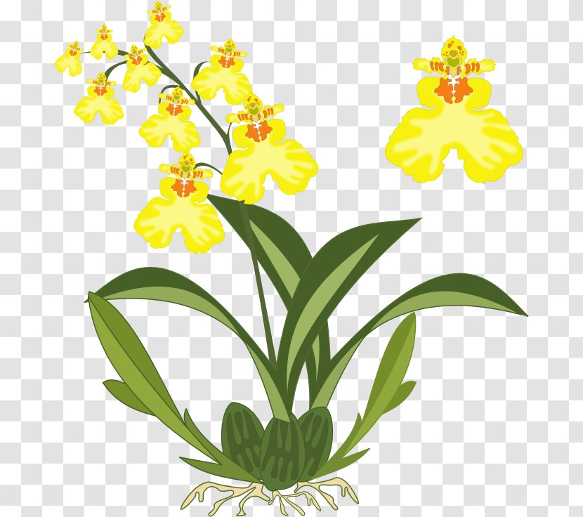 Dancing-lady Orchid Cattleya Orchids Clip Art - Flora Transparent PNG
