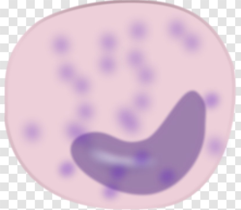 Monocyte Blood Cell Macrophage Clip Art - Scalable Vector Graphics - Cliparts Transparent PNG