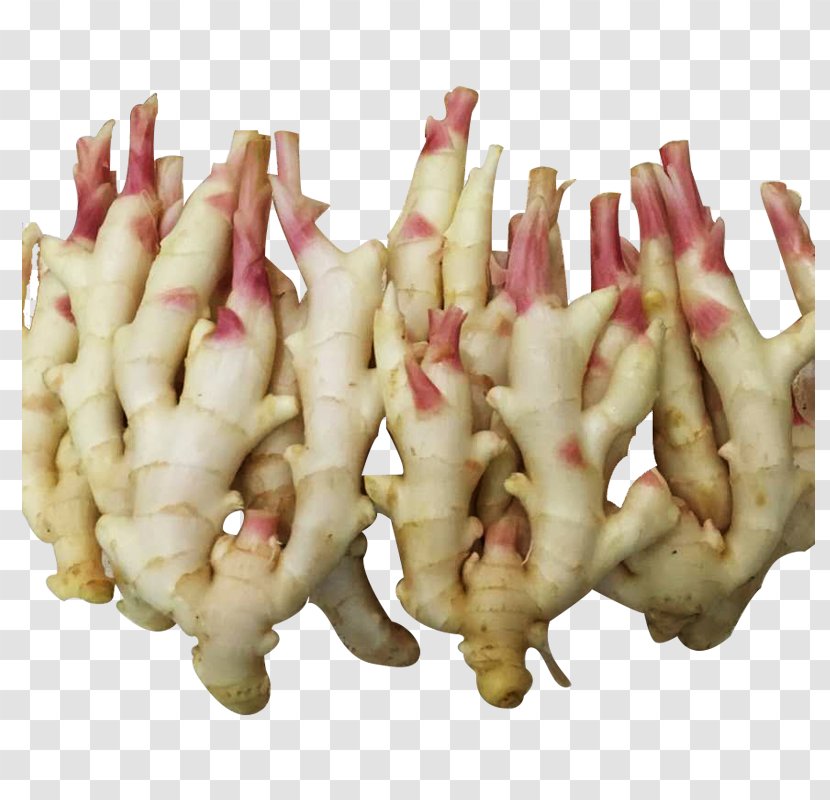 Root Vegetables Ginger Tuber - Galangal - Yellow Transparent PNG
