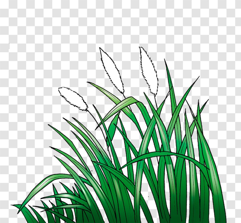 Lawn Black And White Cogon Grass Sketch - Plant Stem - Garden Transparent PNG