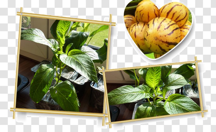 Spring Greens Vegetarian Cuisine Herb Recipe Superfood - Food - Pepino Transparent PNG