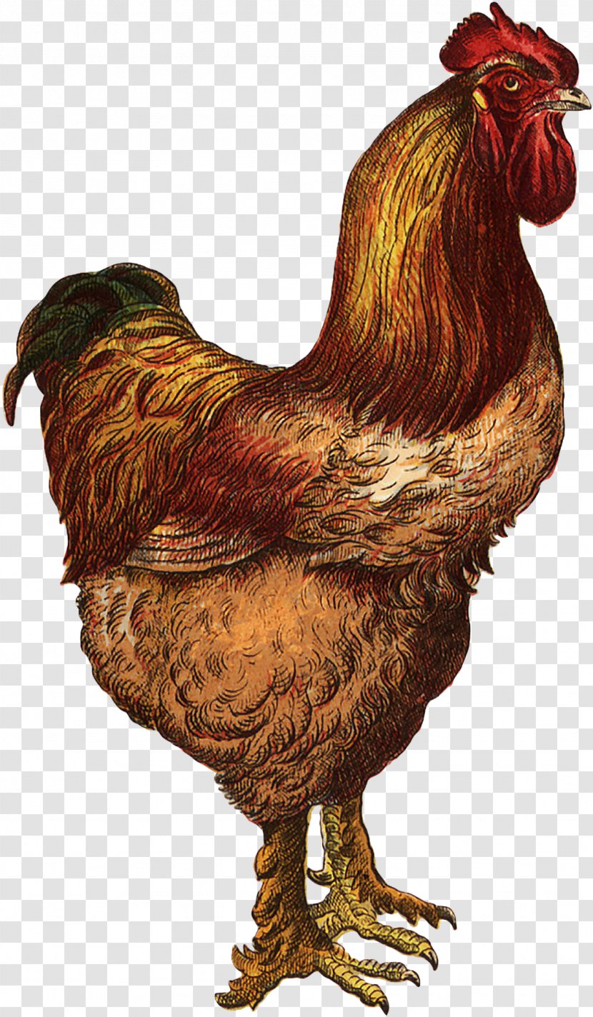 Rooster The Chicken And Pig Farm Etsy - Beak Transparent PNG
